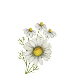 TrueBlue Super Easy Ear Wipes -Pet Supplies Discount Shop Chamomile Conditioning Shampoo 720d8dc4 c20e 4b0c a7db a78c51180ec8