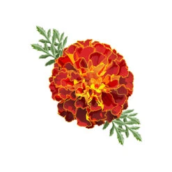 TrueBlue Super Easy Ear Wipes -Pet Supplies Discount Shop Marigold Easy Ear Wipes