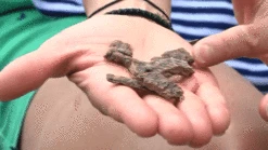 Only Natural Pet MaxMeat Lamb & Whitefish With Pumpkin Recipe Air-Dried Dog Food Topper 9 Only Natural Pet MaxMeat Lamb & Whitefish With Pumpkin Recipe Air-Dried Dog Food Topper -Pet Supplies Discount Shop OnlyNaturalPetGrain FreeMaxMeatAirDriedRealMeatDogFood low 1 ccff96b9 d163 4f8e aea3 2e5841bd7c43