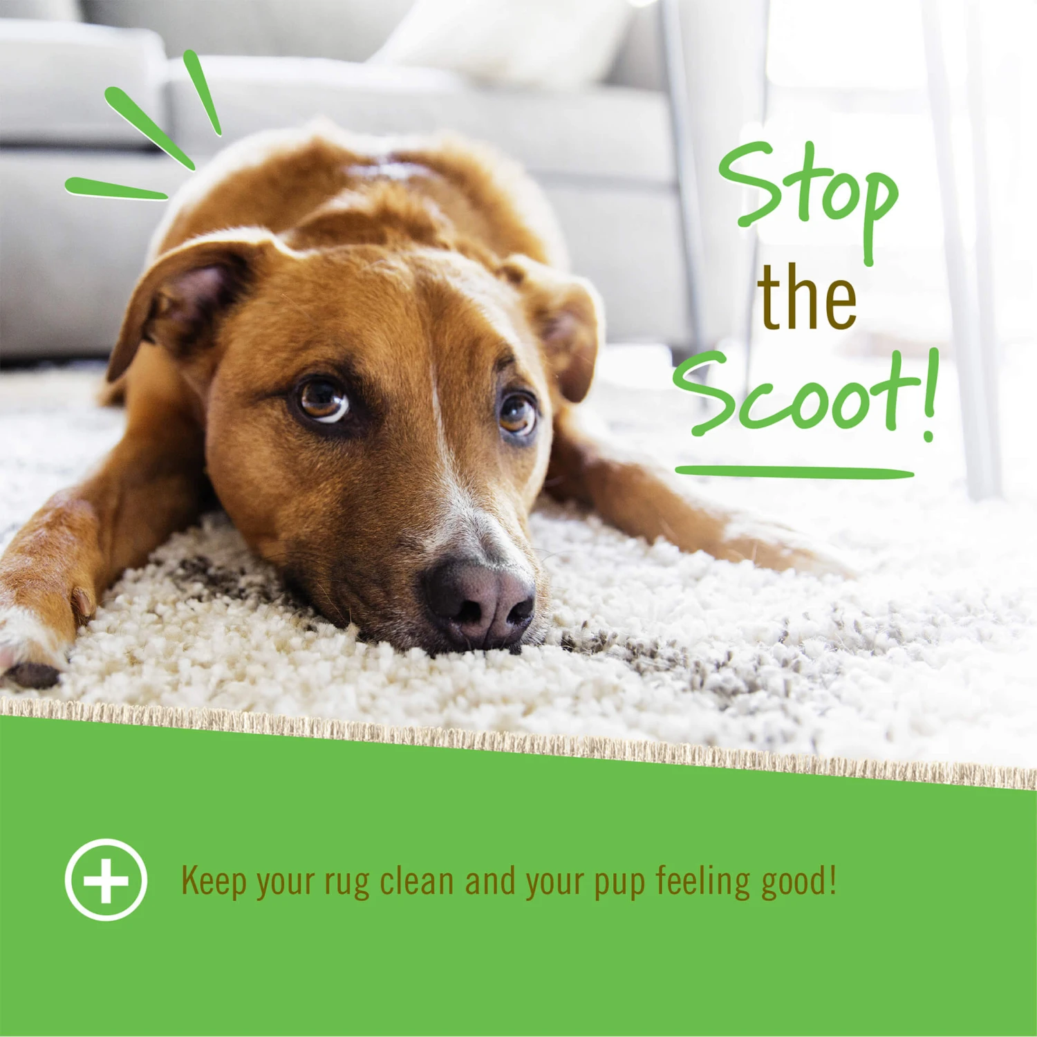 Pet Naturals Scoot Bars Anal Gland Support For Dogs 6 Pet Naturals Scoot Bars Anal Gland Support For Dogs - Image 4