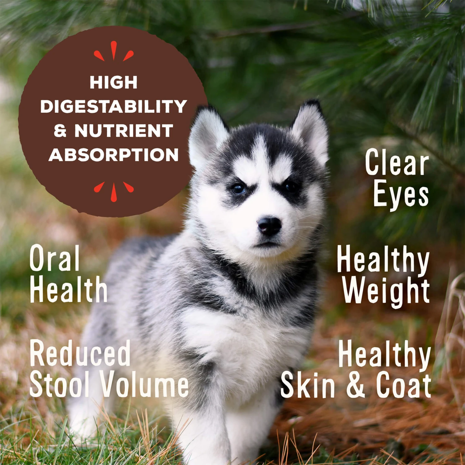 Primal Pet Foods Pronto Freeze-Dried Raw Puppy Food 12 Primal Pet Foods Pronto Freeze-Dried Raw Puppy Food - Image 10